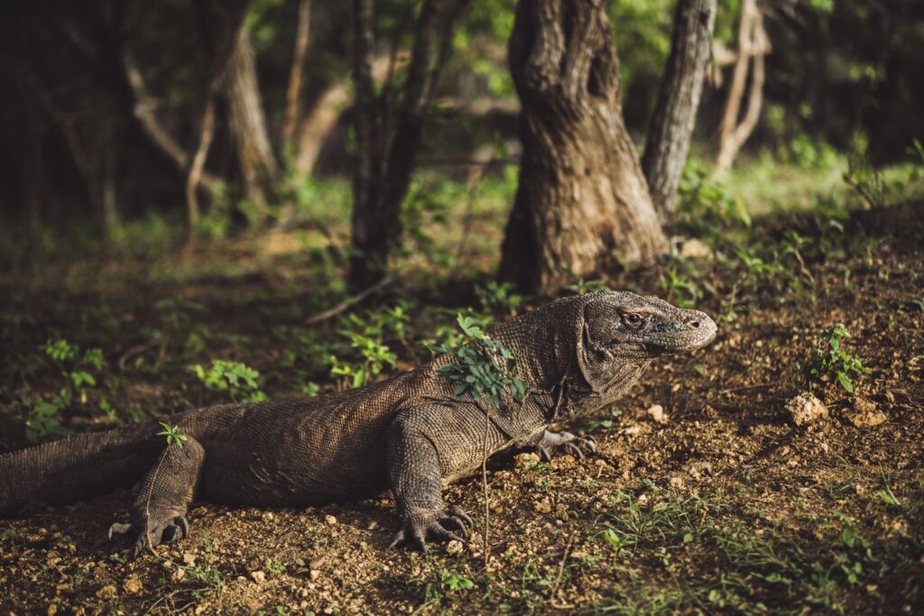 Komodo National Park landscape with islands and blue ocean in East Nusa Tenggara