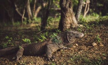 Komodo National Park