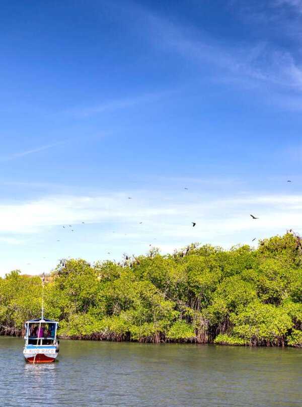 Sunset view at Kalong Island with thousands of flying foxes soaring over the mangroves