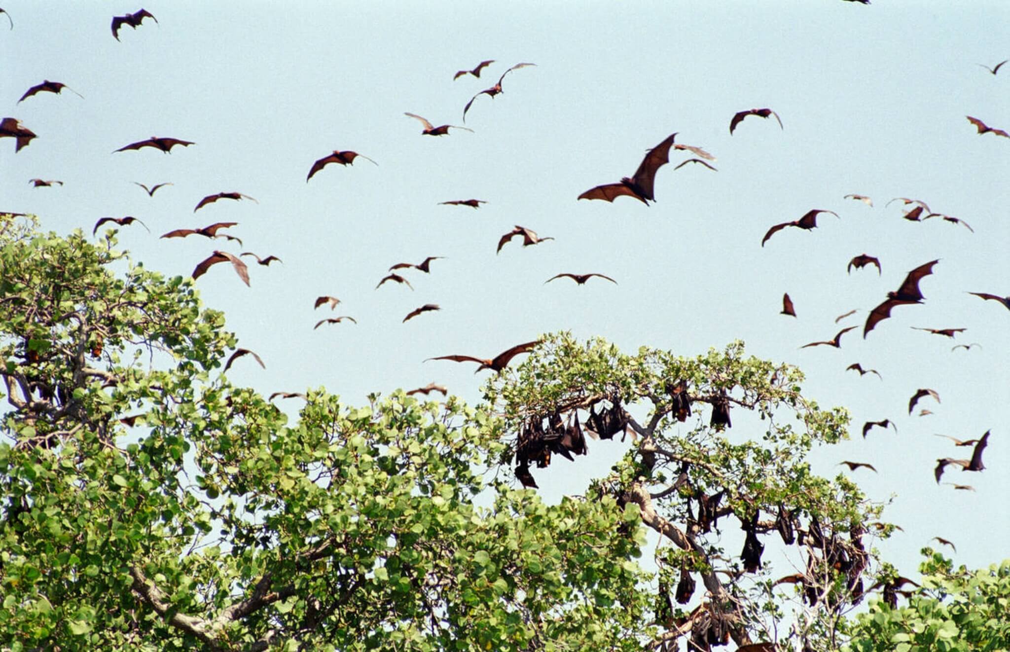 Kalong Island