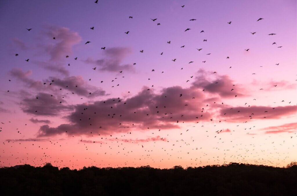 Sunset view at Kalong Island with thousands of flying foxes soaring over the mangroves