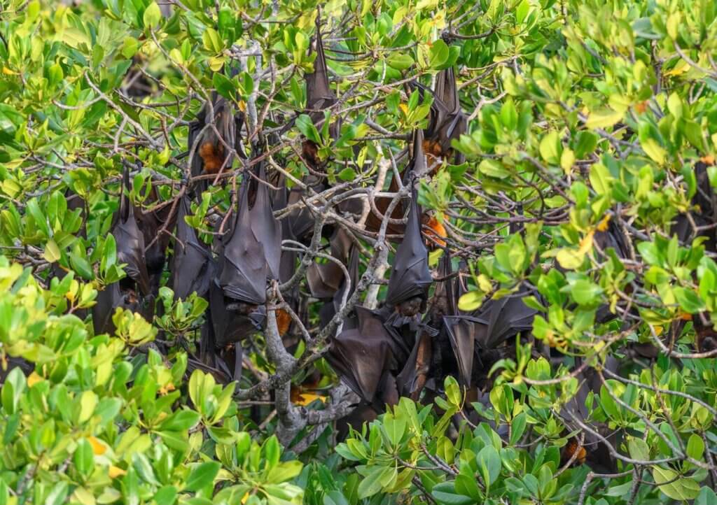 Sunset view at Kalong Island with thousands of flying foxes soaring over the mangroves