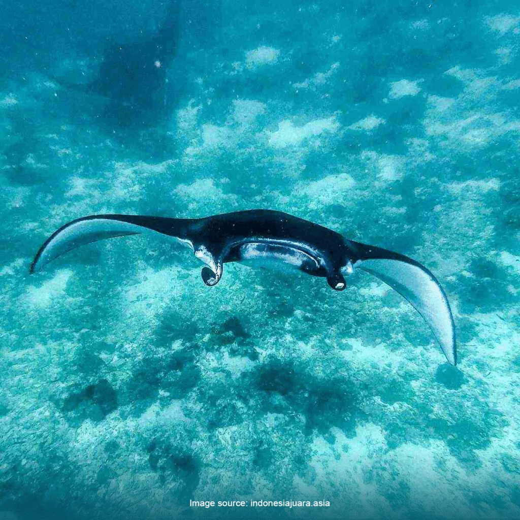 A giant manta ray gliding gracefully through the clear blue waters of Komodo National Park