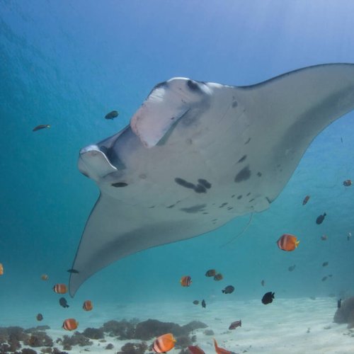 Manta Ray – The Gentle Giant of Komodo’s Seas A giant manta ray gliding gracefully through the clear blue waters of Komodo National Park