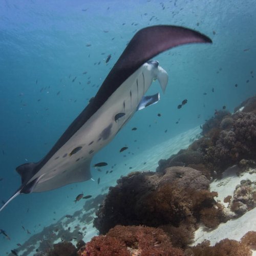 Manta Ray – The Gentle Giant of Komodo’s Seas A giant manta ray gliding gracefully through the clear blue waters of Komodo National Park