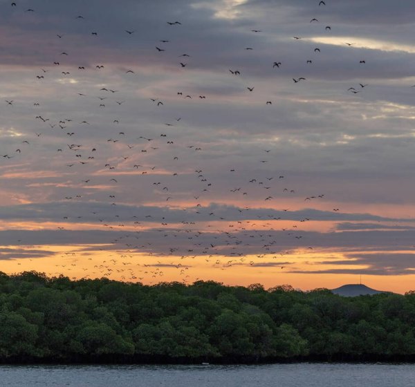 Kalong Island – Home of the Flying Foxes in Labuan Bajo Sunset view at Kalong Island with thousands of flying foxes soaring over the mangroves