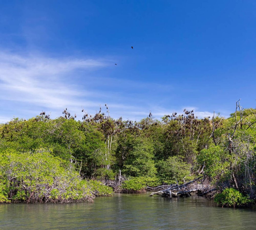 Kalong Island – Home of the Flying Foxes in Labuan Bajo Sunset view at Kalong Island with thousands of flying foxes soaring over the mangroves