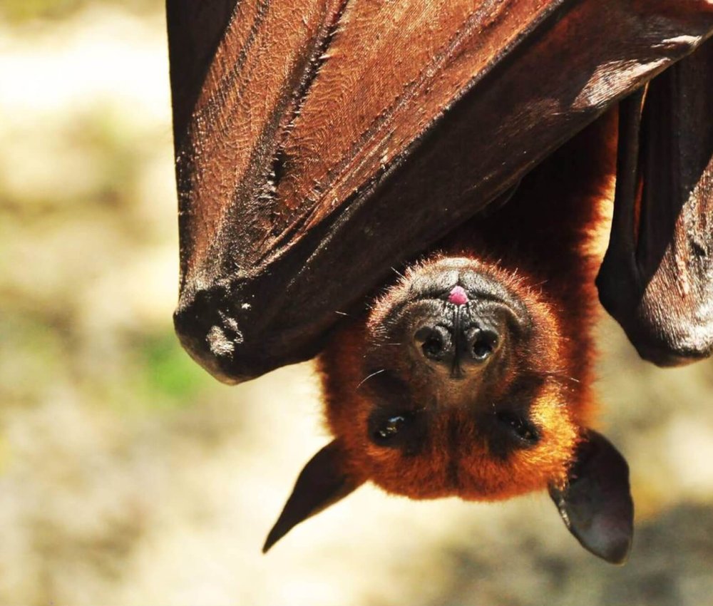 Kalong Island – Home of the Flying Foxes in Labuan Bajo Sunset view at Kalong Island with thousands of flying foxes soaring over the mangroves